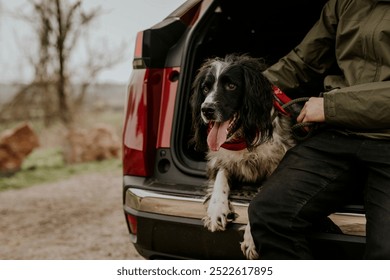 Happy dog sitting in car trunk with owner. Happy dog sitting in car trunk after a walk in nature. Dog adventure in nature. Dog enjoying outdoor activity. - Powered by Shutterstock