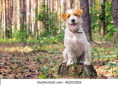 1000 Wire Haired Jack Russell Terrier Stock Images Photos