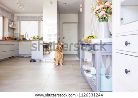 Similar – Image, Stock Photo Golden Retriever dog in yellow field at sunset. portrait