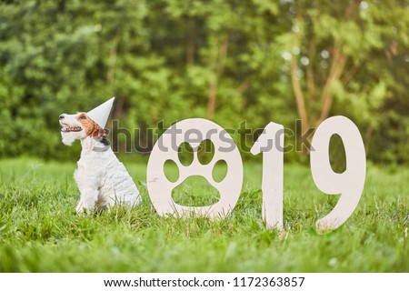 happy dog sitting in the park wearing party hat 2019 new year celebration greeting card concept. 