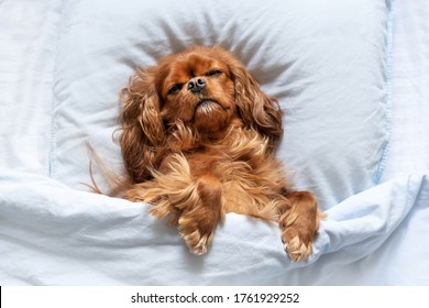 Happy dog sleeping on the pillow under covers