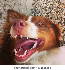 A Happy Dog Smiling For The Camera