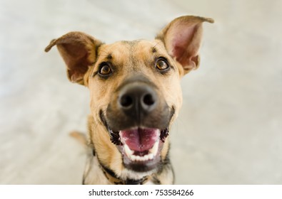 Happy Dog Is A Happy Dog Smiling Looking Funny And Excited With His Mouth Open Looking Right At You.