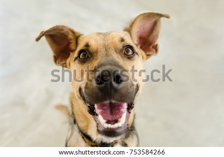 Happy dog is a happy dog smiling looking funny and excited with his mouth open looking right at you.