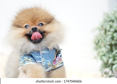 Happy Dog Is Smiling On A Bight With Wearing His Hawaiian Shirt. Pomeranian Spitz. Cute Dog 