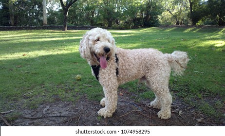 Happy Dog Smiling With Tongue Out On Park Grass On Sunny Day. Cute Cockapoo Spoodle Pet Canine Posing Sideview.