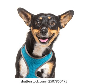 Happy dog is smiling while wearing a blue harness and panting against a white background
