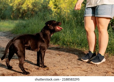 Happy Dog Standing Near Female Feet On Dirt Road, Side View