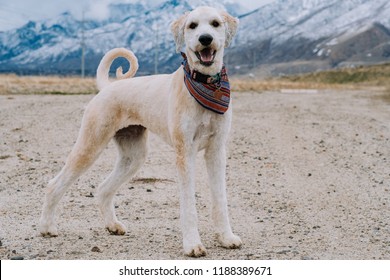 Happy Dog Standing and Staring at the Camera Wearing a Bandana