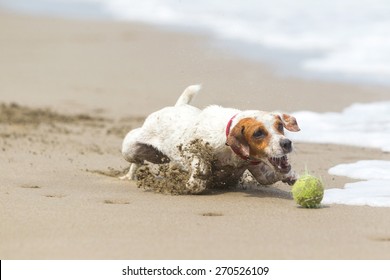 Happy Dog Stopping On The Ball High Speed Action Shot