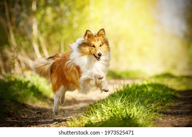 Happy Dog In A Summer Path. Shetland Sheepdog Is Running