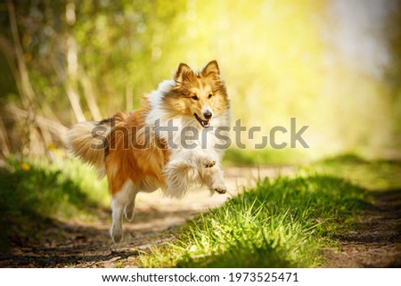 Happy dog in a summer path. Shetland sheepdog is running