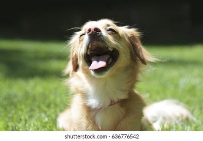 Happy Dog In The Sun