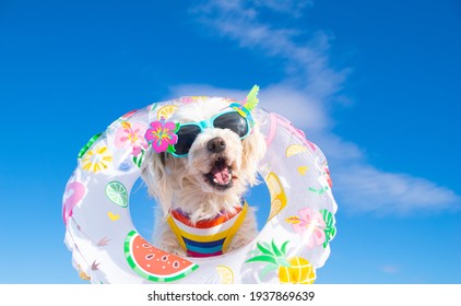 7,622 Dog on float Images, Stock Photos & Vectors | Shutterstock