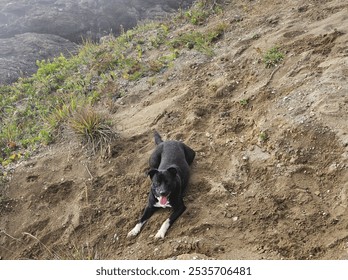 A happy dog takes a break on a hillside, surrounded by coastal cliffs and greenery. Its playful spirit adds a joyful touch to the rugged, natural landscape, creating a moment of pure adventure and fun - Powered by Shutterstock