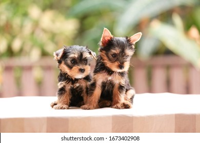 Happy Dog Together,Little Cute Yorkshire Terrier Puppy Stand On The Table In Tree Background. Yorkie Teacup Sit On The Table,adorable Dog, Funny Dog Portrait In The Garden