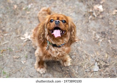 Happy dog with tongue out, cavalier spaniel on a walk