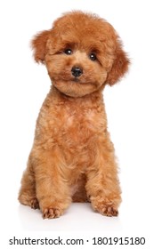 Happy Dog. Toy Poodle Puppy Sits On White Background, Front View