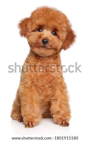 Happy dog. Toy Poodle puppy sits on white background, front view