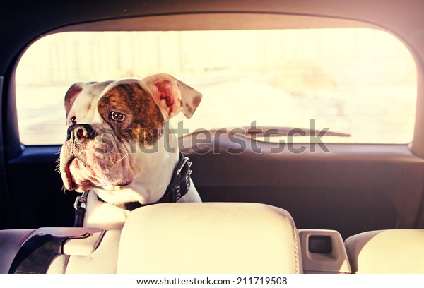 Happy dog traveling in the\
car boot