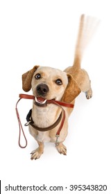 Happy Dog Wagging Tail With Leash In Mouth In Anticipation Of A Walk 