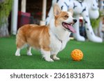 Happy dog Welsh Corgi Pembroke with friends play and do exercise together in the CDC pet park with artificial grass.
