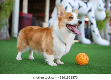 Happy dog Welsh Corgi Pembroke with friends play and do exercise together in the CDC pet park with artificial grass. - Powered by Shutterstock