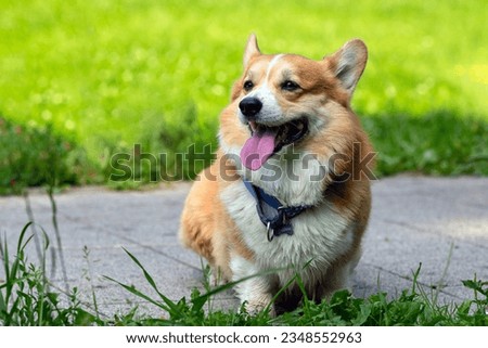 Happy dog Welsh Corgi Pembroke in summer day