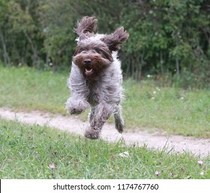 Happy Dog- Wirehaired Pointing Griffon