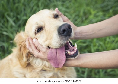 Happy dog with woman