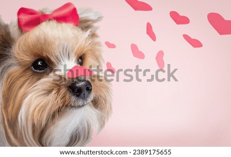 Happy dog (Yorkshire terrier) wearing bow celebrating Valentine day holding heart on nose. Red hearts on pink background. 
Valentine's Day, birthday, mother's, women's day concept. 
Copy space.