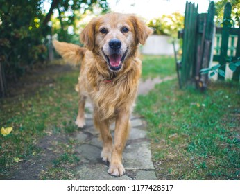 Happy doggo in the outdoors