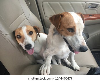Happy Dogs in the Car