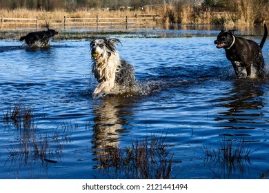Happy dogs playing chase in a flooded field on a sunny winter day in Marymoor Park off leash dog area
