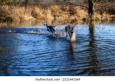 Happy dogs playing chase in a flooded field on a sunny winter day in Marymoor Park off leash dog area

