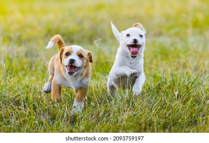 Happy dogs, running dogs, Two dogs
 - Shutterstock ID 2093759197