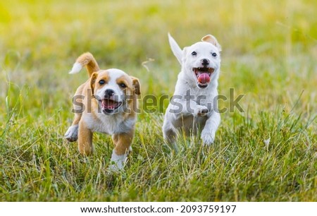 Happy dogs, running dogs, Two dogs
