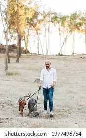 Happy Dogs Walking Outside With Their Owner. Middle Aged Man Enjoying With His Dogs At Sunset.