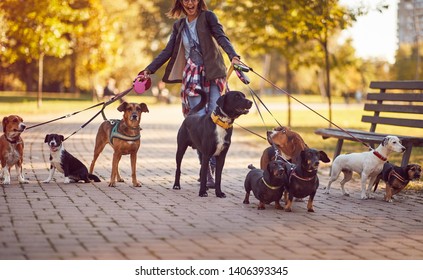 Happy dogs walking in the park and enjoying with dog walker