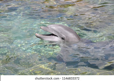 Happy Dolphin Talking