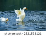 Happy domestic white duck bathing on the lake.