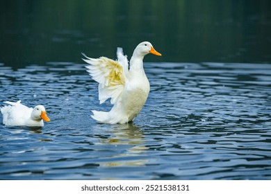 Happy domestic white duck bathing on the lake. - Powered by Shutterstock