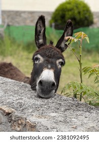 Feliz burro en el campo