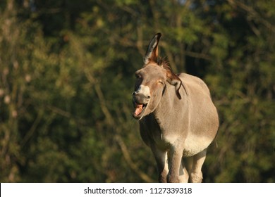 Happy donkey yawning outdoors. Landscape format