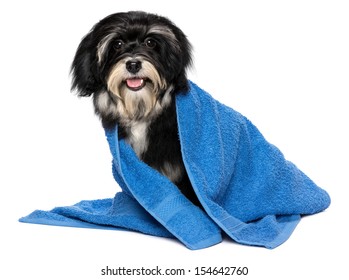 A Happy Dry Havanese Puppy Dog After Bath Is Dressed In A Blue Towel, Isolated On White Background