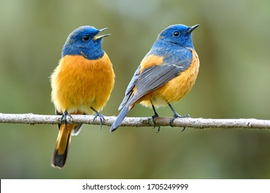 Happy duo birds perching on thin branch singning together, lovely male Blue-fronted redstart birds in friendship moment