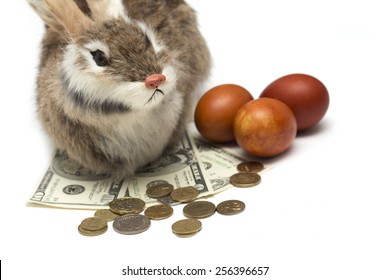 Bunny With Money