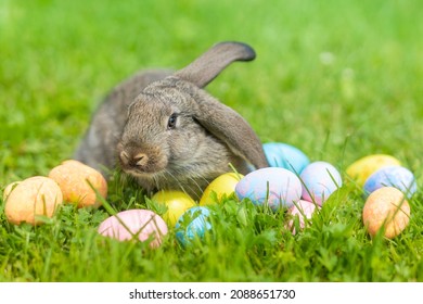 Happy Easter card. small rabbit, grey bunny and decorative colorful eggs on green grass. spring holiday concept. copy space, text. soft focus