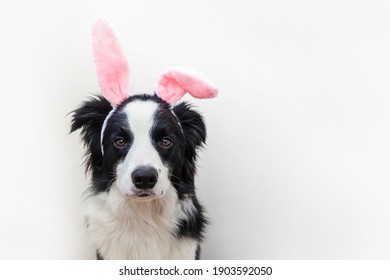 Happy Easter concept. Funny portrait of cute smiling puppy dog border collie wearing easter bunny ears isolated on white background. Preparation for holiday. Spring greeting card