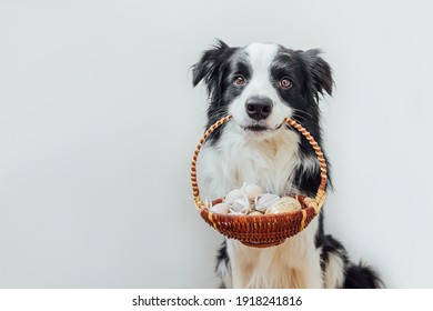 Happy Easter concept. Preparation for holiday. Cute puppy dog border collie holding basket with Easter colorful eggs in mouth isolated on white background. Spring greeting card